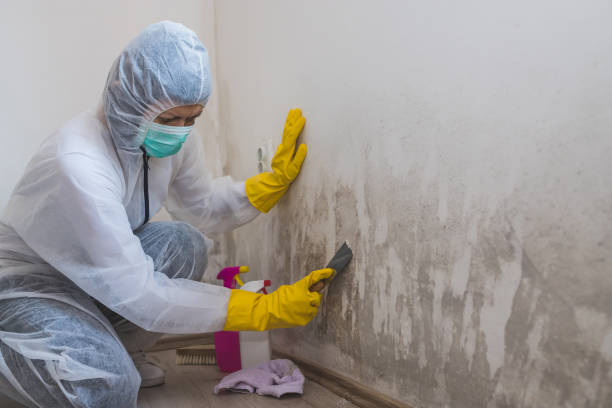 Best Residential Mold Removal  in Coconut Creek, FL