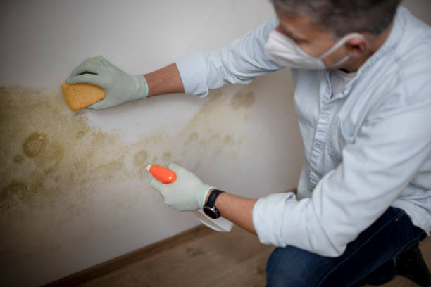 Best Residential Mold Removal  in Coconut Creek, FL