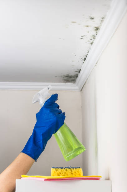 Best Commercial Mold Removal  in Coconut Creek, FL